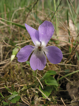 Viola hirta