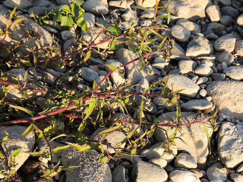 Eclipta prostrata