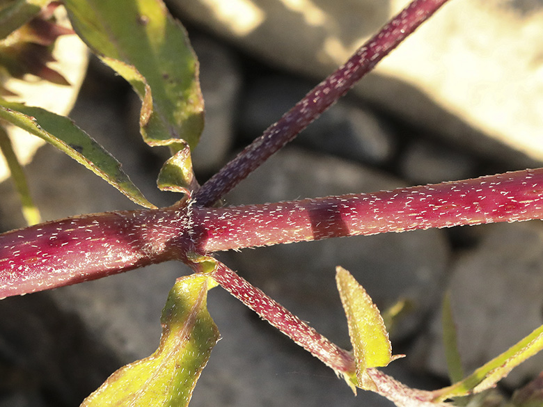 Eclipta prostrata