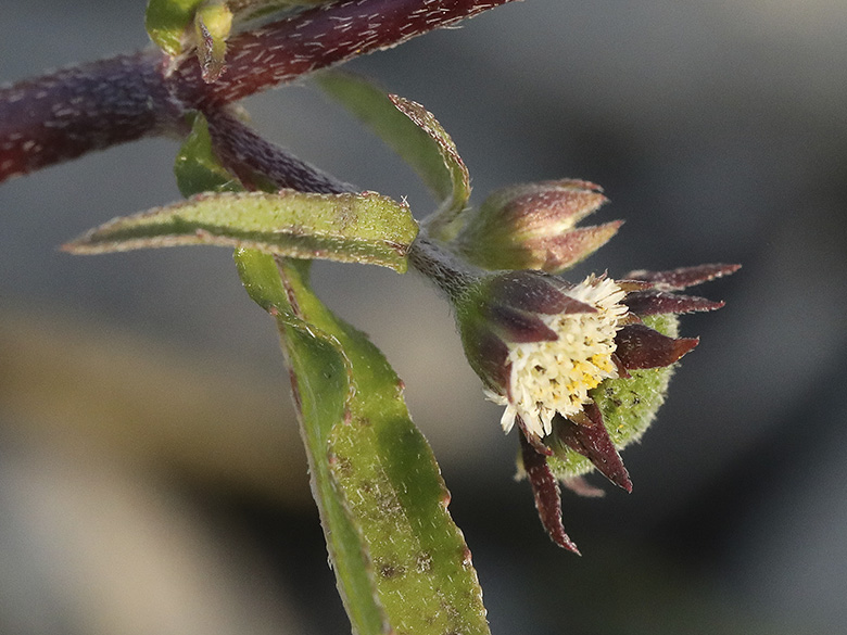 Eclipta prostrata
