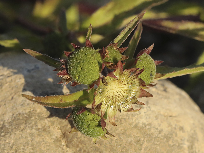 Eclipta prostrata