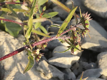 Eclipta prostrata