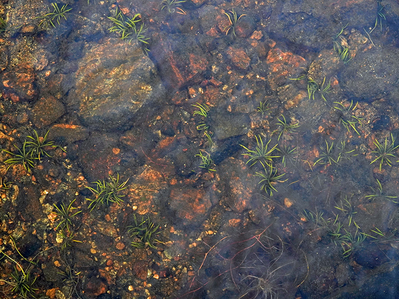 Isoetes lacustris