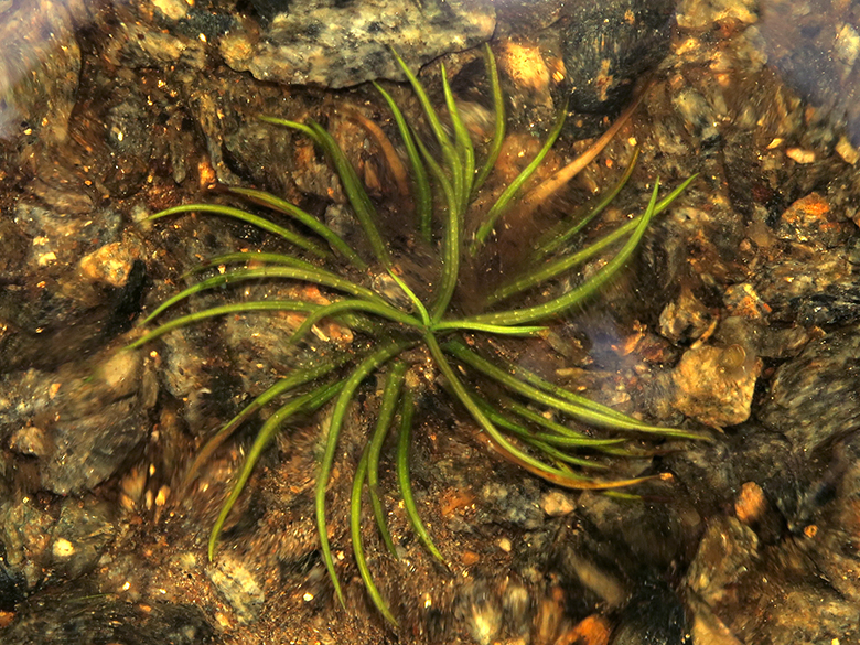 Isoetes lacustris