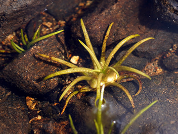 Isolepis setacea