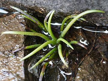 Isoetes lacustris