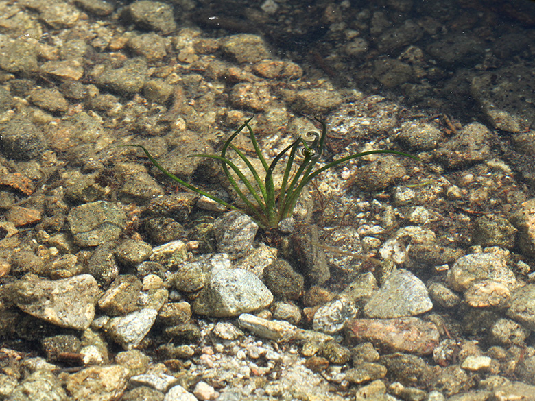 Isoetes lacustris