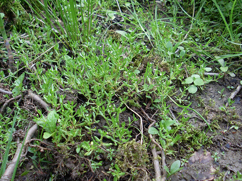 Montia fontana