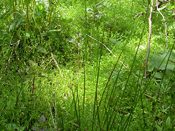 Montia fontana