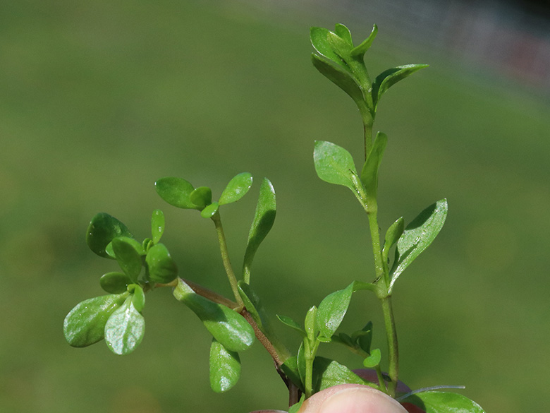 Montia fontana