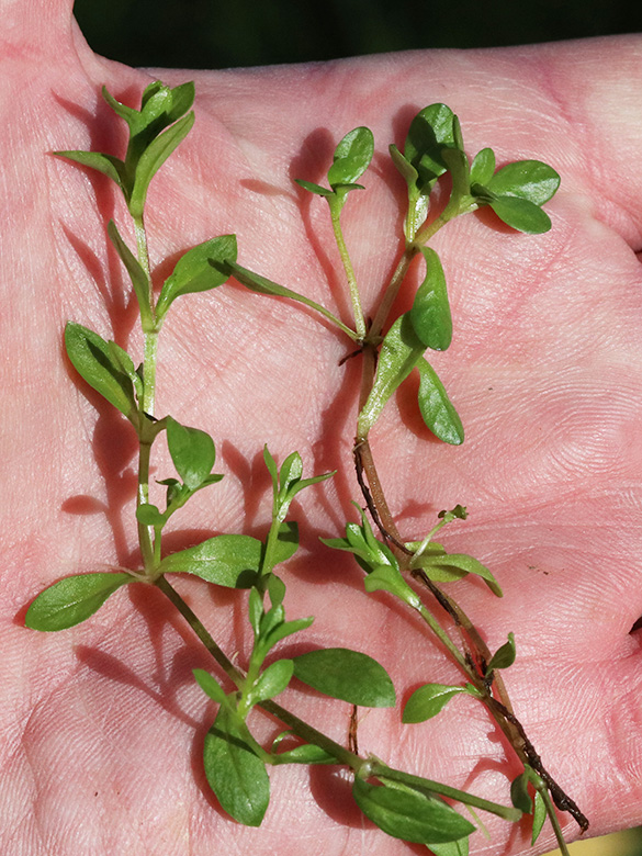 Montia fontana
