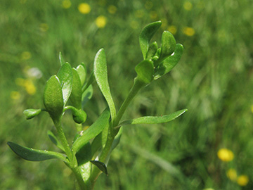 Montia fontana