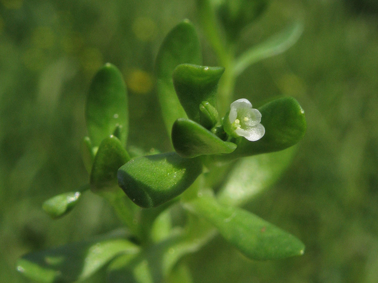 Montia fontana