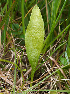 Ophioglossum vulgatum