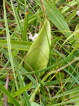 Ophioglossum vulgatum