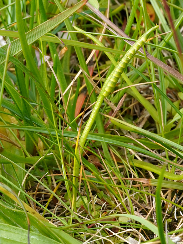 Ophioglossum vulgatum
