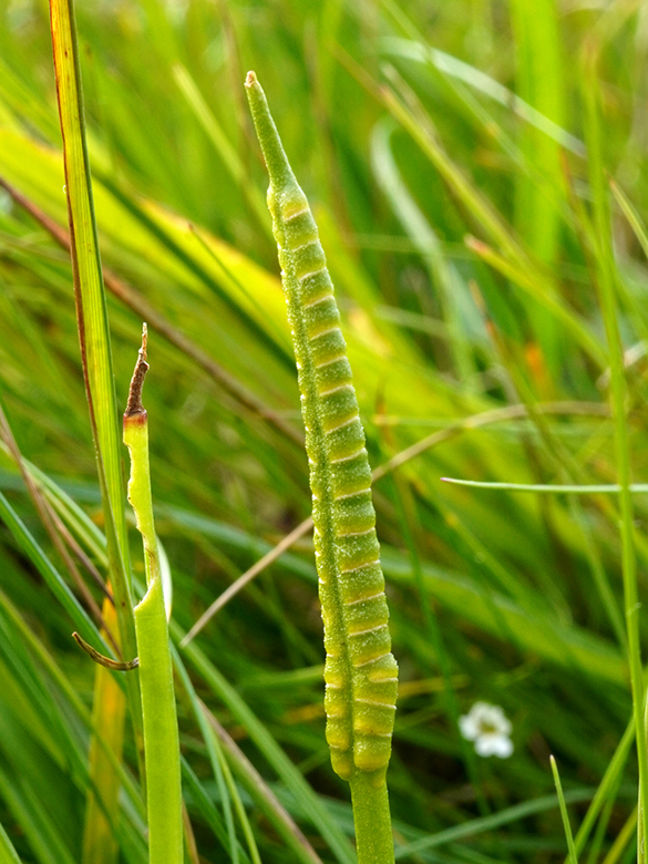 Ophioglossum vulgatum