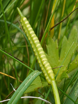 Ophioglossum vulgatum