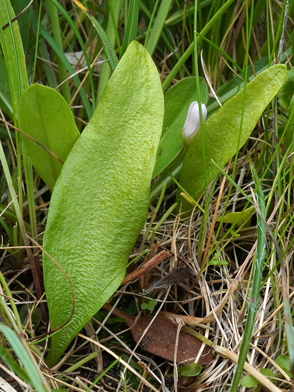 Ophioglossum vulgatum