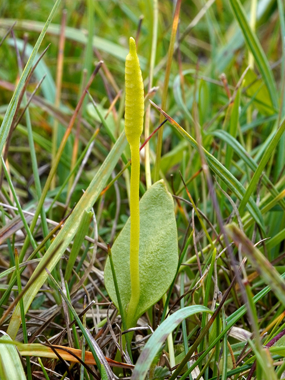 Ophioglossum vulgatum