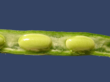Phaseolus vulgaris