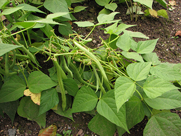 Phaseolus vulgaris
