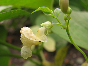 Phaseolus vulgaris