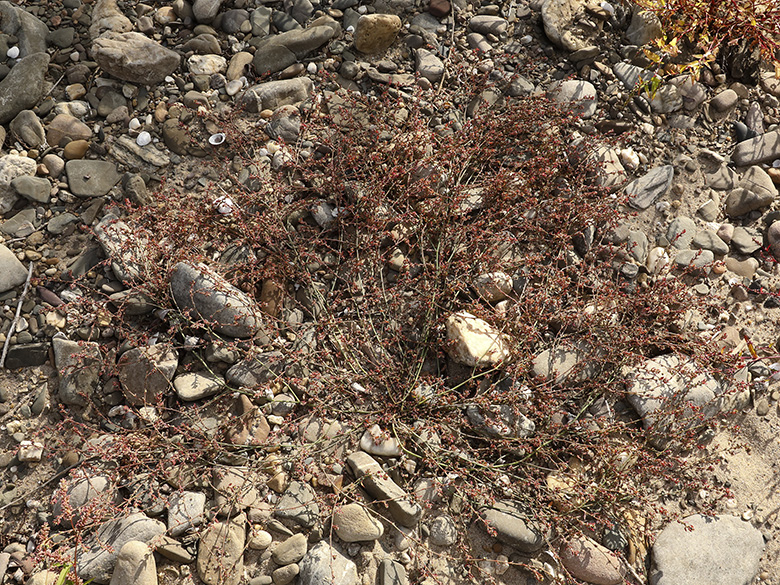 Polygonum arenastrum microspermum