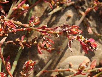 Polygonum arenastrum microspermum