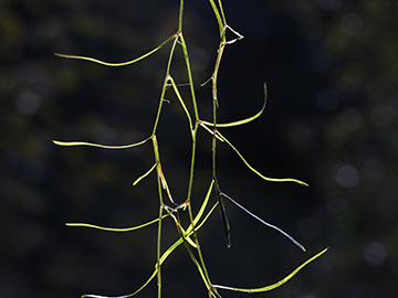 Potamogeton berchtoldii