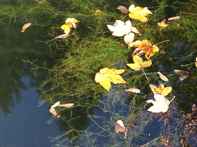 Potamogeton berchtoldii