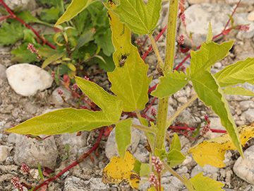 Sesamum indicum