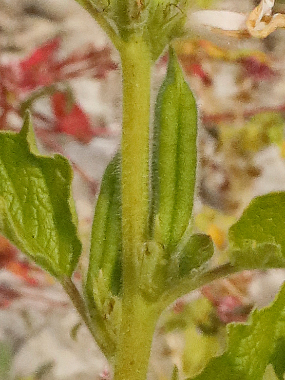 Sesamum indicum