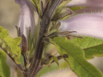 Sesamum indicum