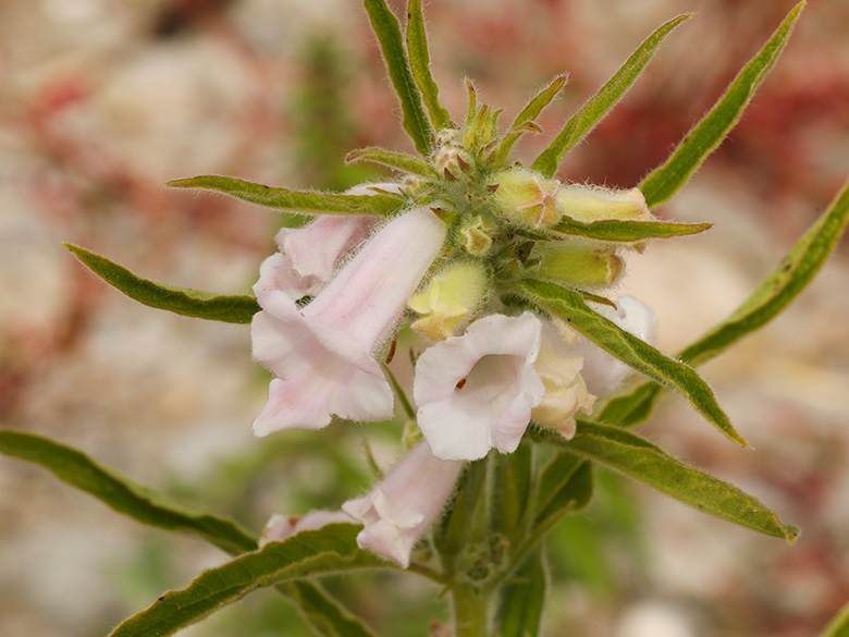 Sesamum indicum