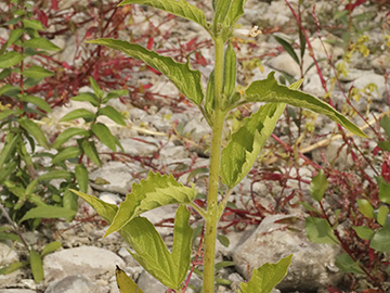 Sesamum indicum