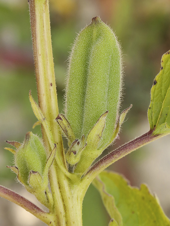 Sesamum indicum