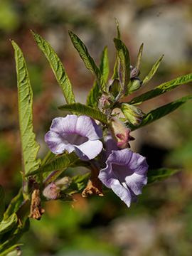 Sesamum indicum