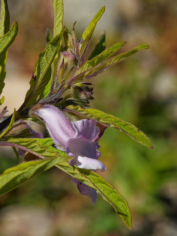 Sesamum indicum