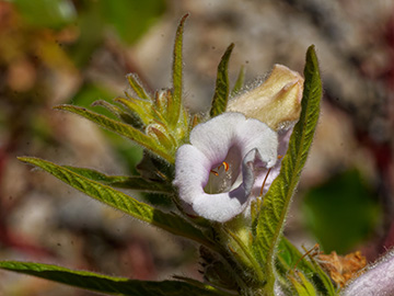 Sesamum indicum