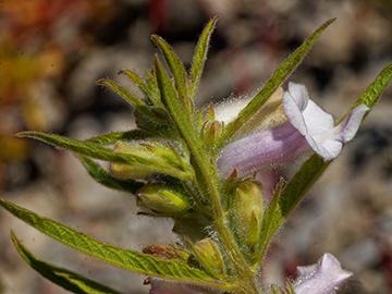 Sesamum indicum