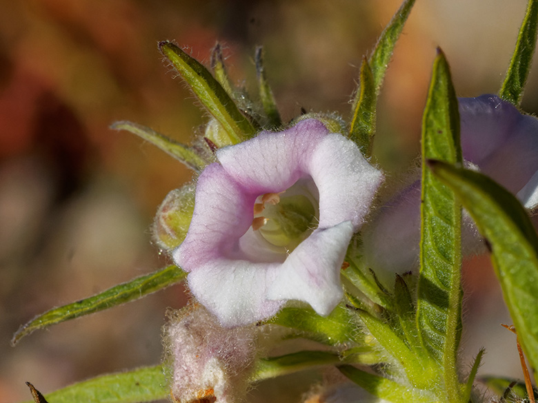 Sesamum indicum