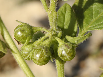 Solanum nitidibaccatum