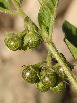 Solanum nitidibaccatum