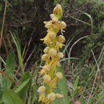 Aceras anthropophorum