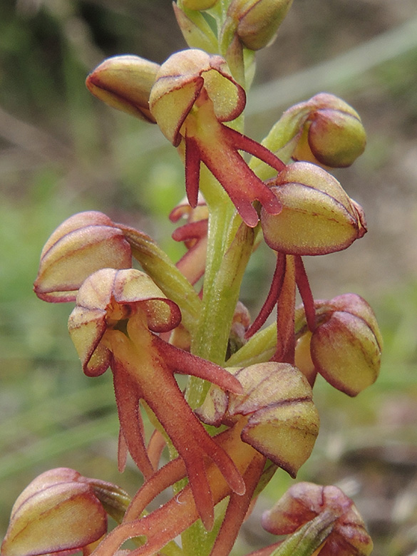 Aceras anthropophorum