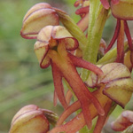 Aceras anthropophorum