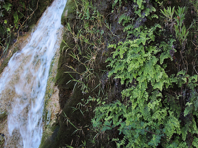 Adiantum capillus-veneris