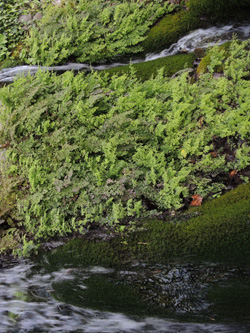 Adiantum capillus-veneris