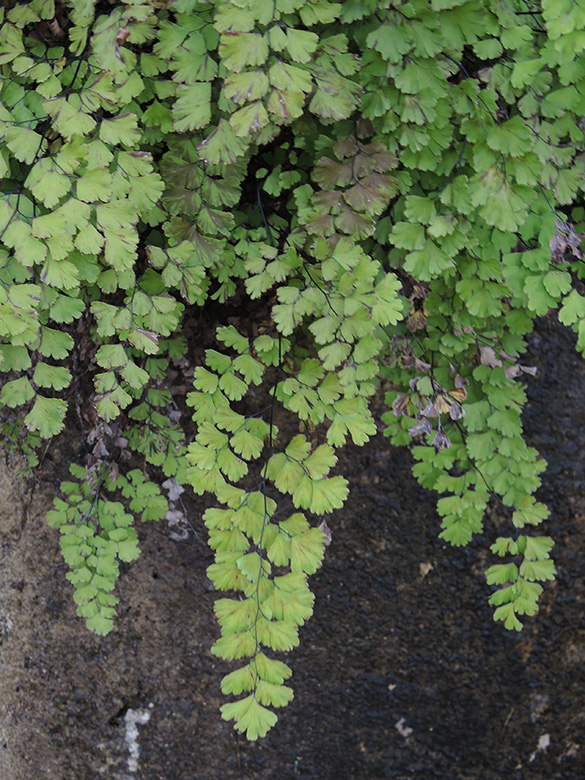 Adiantum capillus-veneris